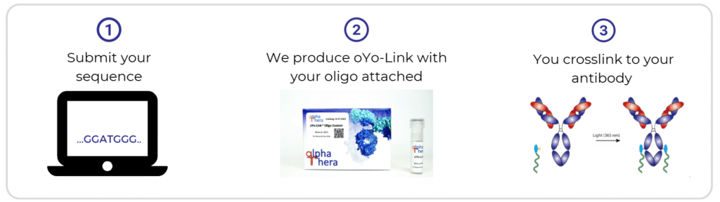 oYo-Link Oligo Conjugation ordering process
