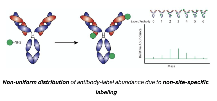 Labels/Antibody