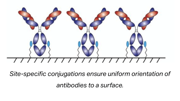 Site-Specific Conjugation