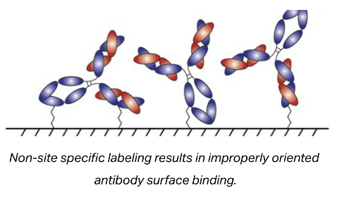 Compatibility with Antibodies & Buffers