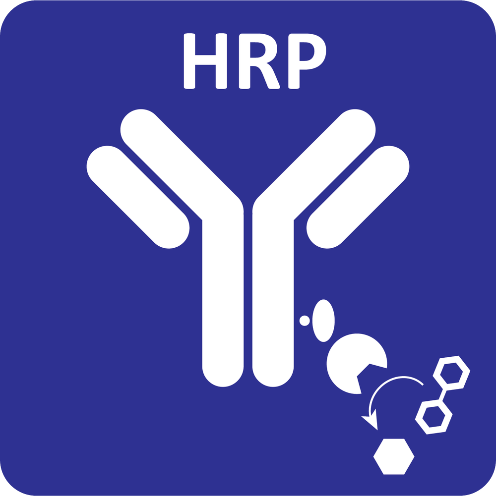 HRP conjugation