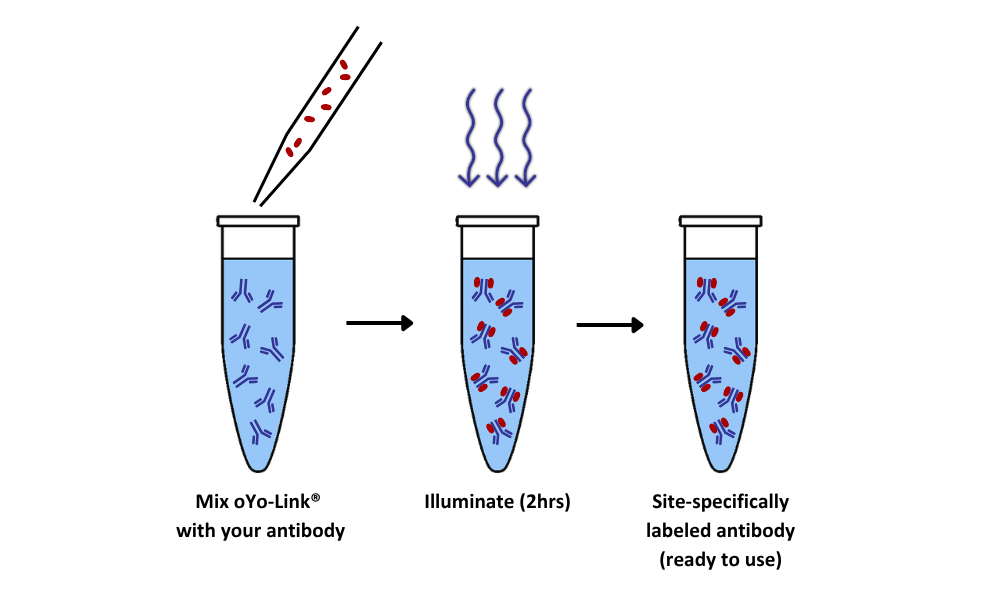 oYo-Link Site-specific antibody labeling 