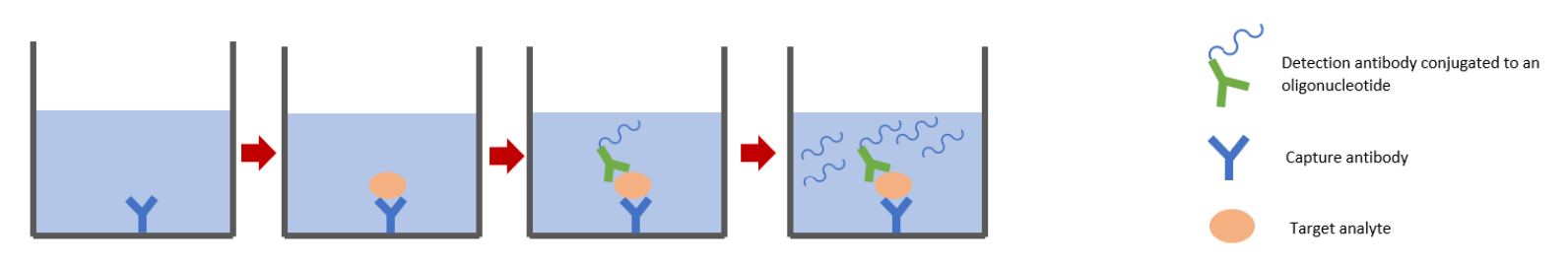 Immuno Pcr Alphathera