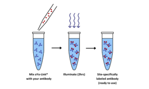 antibody-oligo conjugation service