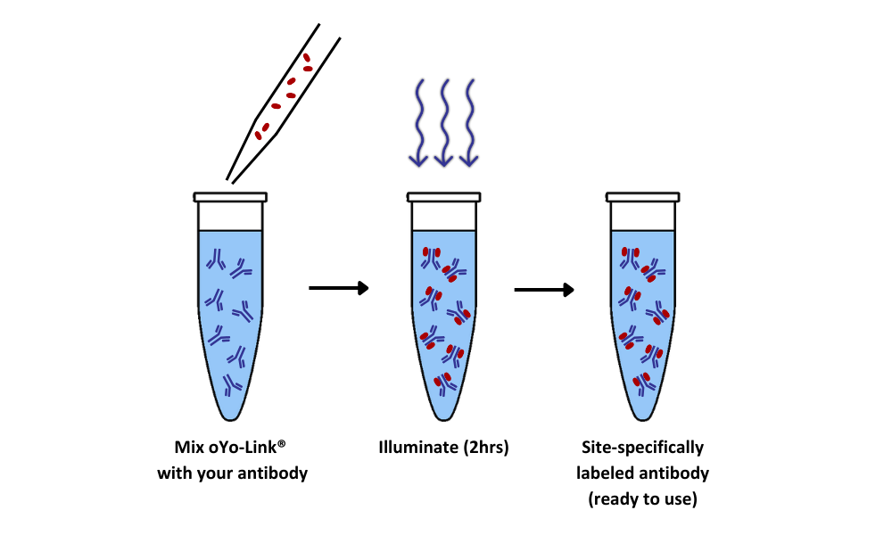 antibody-oligo conjugation service