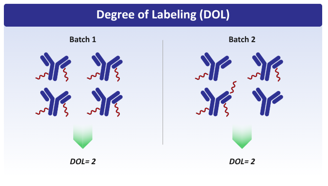 Degree of labeling antibody-oligo conjugates