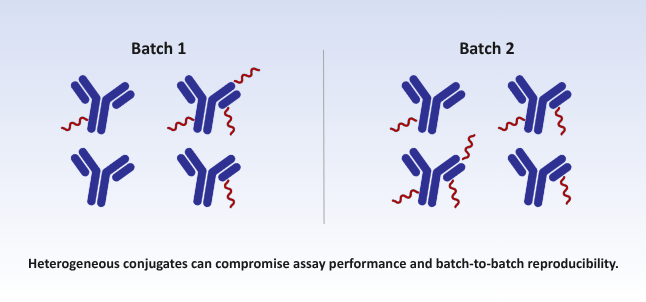 The challenge of heterogeneous antibody-oligo conjugates
