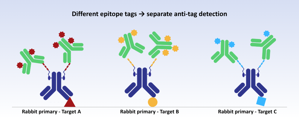 Multiplexing with oYo-Link Epitope Tag Antibody labeling technology