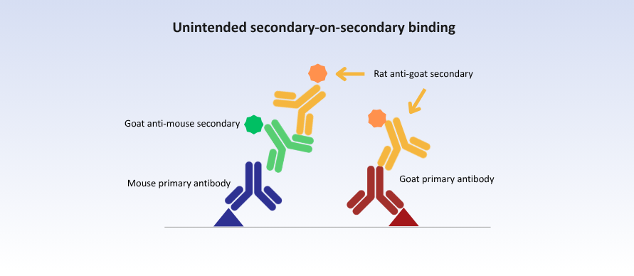 Challenges of multiplexing - unintended secondary on secondary antibody binding