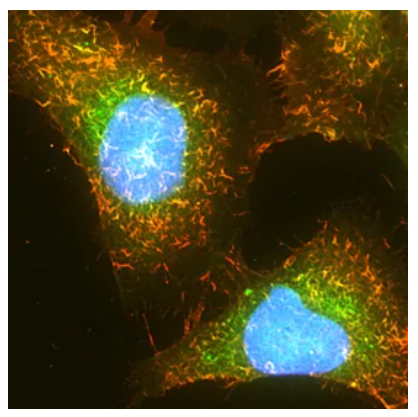 oYo-Link Epitope Tag mutliplexing data