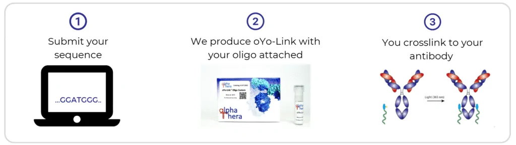 oYo-Link Oligo Conjugation ordering process