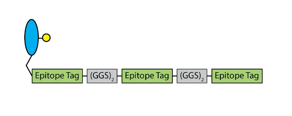 oYo-Link® Epitope Tag