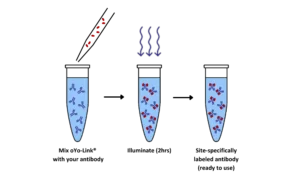 antibody-oligo conjugation service