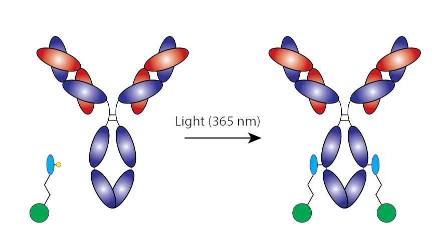 Site Specific antibody-oligo conjugation using oYo-Link