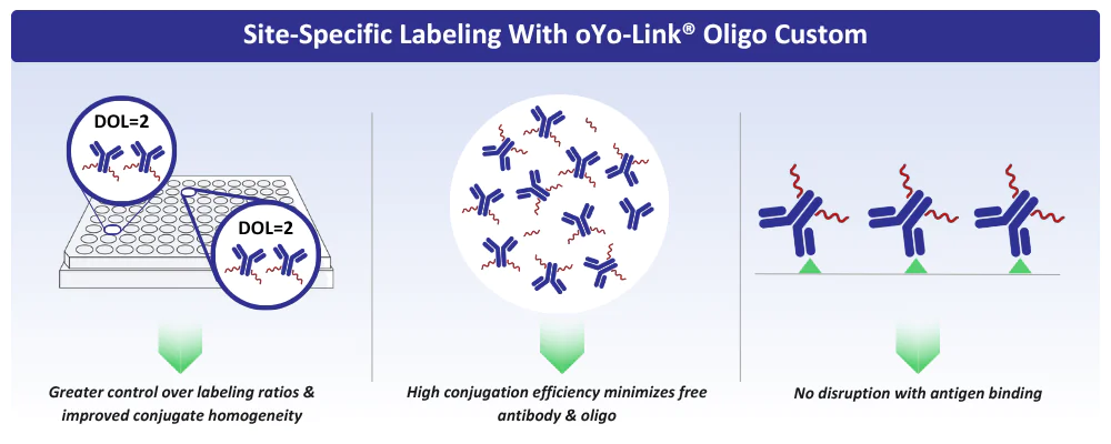 Site-specific labeling with oYo-Link Oligo Custom