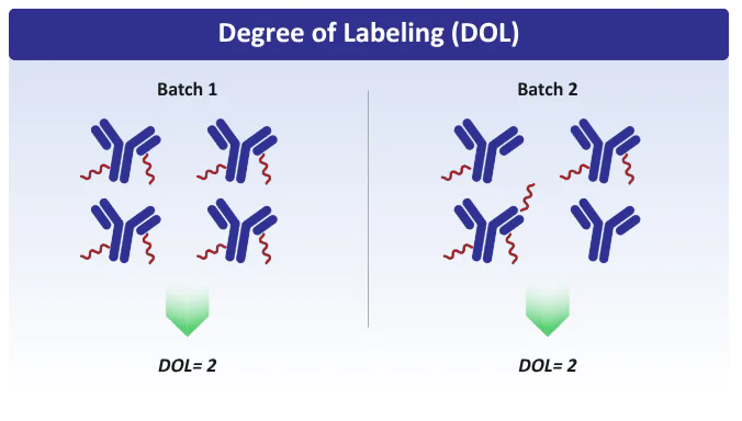 Degree of labeling antibody-oligo conjugates